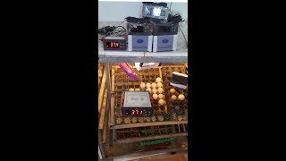 DIY incubator chicken របៀបដំឡើងឧបករណកំណត់កំដៅទូភ្ញាស់កូនមាន់ diy