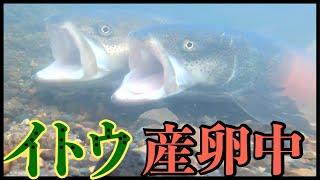 【イトウの産卵】特別展「カメラは見た！動物たちの素顔」ちょっと笑える動物たちの姿をぜひ見にきてね！〜美幌博物館〜（北海道美幌町）（Hokkaido.Japan）