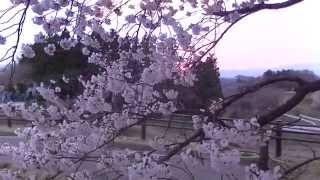 2014 三春滝桜  夕景～ライトアップ