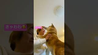 朝のご挨拶に付き合ってくれる柴犬　#しばいぬ #柴犬 #柴犬おいなり #柴犬のいる暮らし #shibainu #shiba #朝 #あいさつ #おはよう