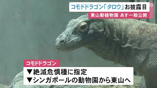 体長2.7m 体重50kg…世界最大のトカゲ『コモドドラゴン』東山動植物園で報道向けに公開 一般は23日から