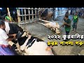 2022 Some extreme mad cow madness of Qurbani Pagla goru 2022 | Sadeeq Agro 2022 | The Taste Ranger