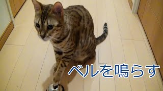 おやつ欲しさにベルを鳴らす猫が可愛い