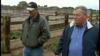 Heifer Development (C2C)