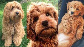 Cockapoo | Funny and Cute dog video compilation in 2025.