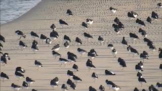 Hinkelende scholeksters | Zelf Geschoten | Vroege Vogels