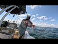 found a new offshore reef loaded with giants catch u0026cook