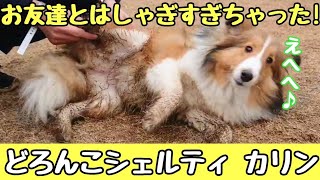 【シェルティ】お友達の送別会ではしゃぎすぎて 泥まみれになった子犬がこちらです笑 Puppy of sheltie is covered with mud