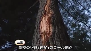 【北海道北見市で木に落雷】男女5人が軽傷「痺れがちょっとある」 市内高校が学校行事中…長距離走のゴール地点 (23/10/02 06:50)