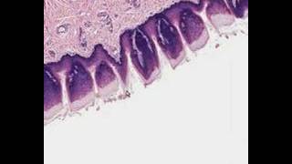 Shotgun Histology Tongue