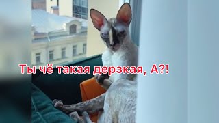 Без слов 😂😂😂 #cat #animals #котыприколы #приколы #кошки #видеоприколы #смешныекоты #happy