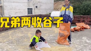 天阴了要下雨啦，学哥忙着收谷子，小煜多多哥太给力了【小煜煜和妈妈】