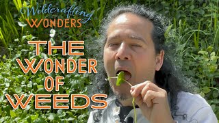 Wild Crafting Wonders - The Wonder of Weeds