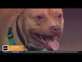 Pet Parade: Scituate Animal Shelter