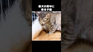 まさかの柴犬の背中に乗って犬乗り子猫をする姿が可愛い！　#shorts