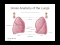 chapter 25 respiratory system part2