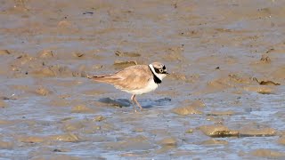 Goldcliff Birding #198 - L.R.P. Bittern, G.W.E.