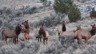 Elk with an Ego — 2-Point Bull Elk Rules the Herd in Utah