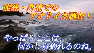 【fishing：釣り】能登、外浦でアオリイカ調査してきたよ。（#エギング、#アオリイカ）