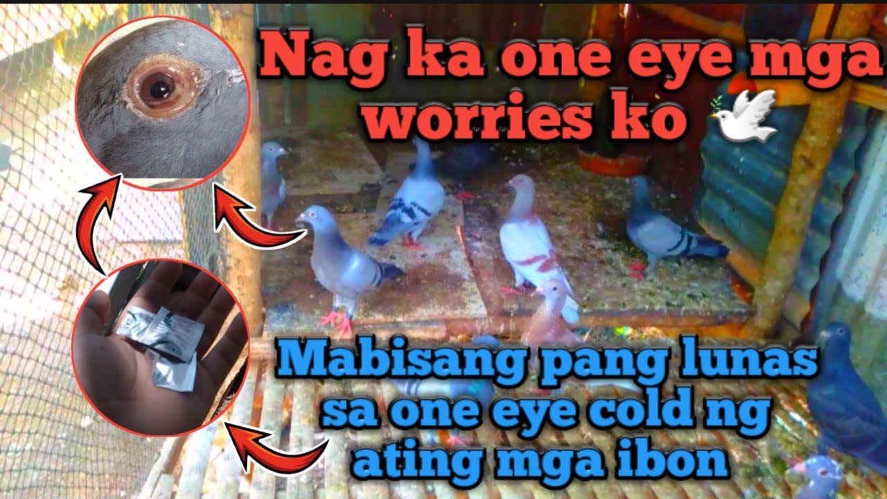 Lunas Sakaramdan Ng Alagang Kalapati Para Sa One Eye Cold - YouTube