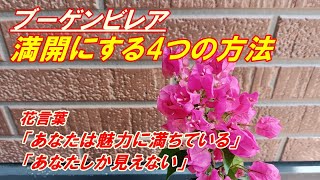 【花】ブーゲンビレアの育て方・植え付け