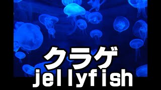 クラゲが海の中を浮遊する癒し動画だよ。（長めバージョン）【healing video of a jellyfish floating in the sea. (Long version)】