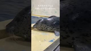 もちもちもふもふ可愛いアザラシの赤ちゃん🦭　#伊豆三津シーパラダイス　#アザラシ　#seal