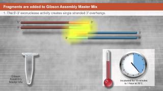 Introduction to Gibson Assembly®