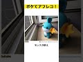 【ボケてアフレコ】ポケモンの写真で一言がおもろすぎたw ボケて アフレコ 写真で一言 shorts