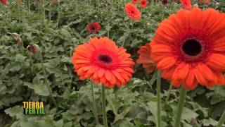 TIERRA FÉRTIL Cultivo de gerbera (13 de febrero de 2016)