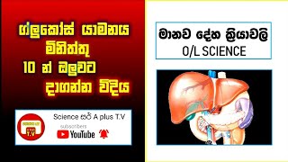 Grade 11 science - Manawa deha kriyawali Episode 1- මානව රුධිරයේ ගිලූකෝස් මට්ටම යාමනය