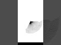 NINJA Design In Python Turtle. #python #shorts #viralshorts