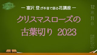 クリスマスローズの古葉切り2023ー富沢 登が本音で語る花講座ー　富久樹園ch