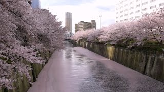 Sakura along Meguro River　目黒川の桜　桜吹雪！