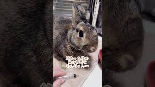 強制給餌後、放心状態のうさぎさん🐰 #うさぎ #うさぎと暮らす #shorts