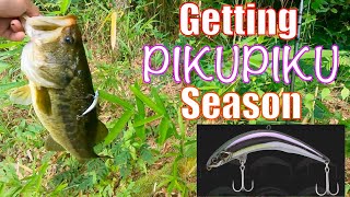 【JACKALL】Getting pikupiku season【Bass Fishing】