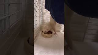 横着な食べ方をするフェレット#shorts #ferret