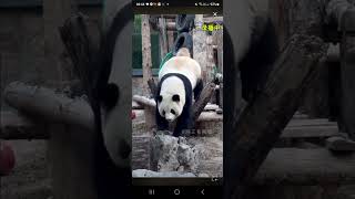 阿三看熊貓錄頻分享🐼 12月8號 小萌蘭上鐵鞦韆做體操運動 從滑梯上跑下來不是滑下來