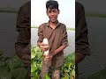 ছেলেটা প্রত্যেকদিন মাছ ধরে এখানে এসে shorts trendingshorts vairalshort fishing