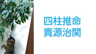 緊急鑑定！大麻使用大相撲貴源治関を四柱推命で占いました