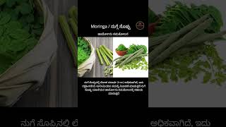 ನುಗ್ಗೆ ಸೊಪ್ಪು/ Moringa Leaves ಹಾರ್ಮೋನ್ ಸಮತೋಲನ ದಲ್ಲಿ ಮುಖ್ಯ ಪಾತ್ರ ವಹಿಸುತ್ತದೆ #healthtips #homeremedy