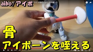 今日のaibo。帰宅後早々にアイボーン咥えたが即置いてしかも蹴った