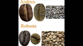 Coffee Truth - Arabica vs Robusta