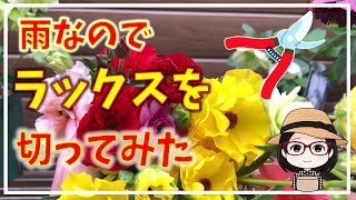 ラナンキュラスラックス/アルテミス、ティーバ、ハデス、グレーシス、アリアドネ、エリス/切り花/3月23日撮影