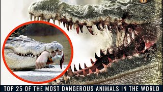 Top 25 of the Most Dangerous Animals in the World