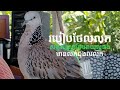 លលកធ្នាក់ខ្មែរ របៀបថែលលកអោយល្អ / Chim Cu Gay / Terkukur