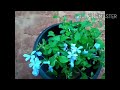 നീലക്കെടുവേലി plumbago plant care in malayalam