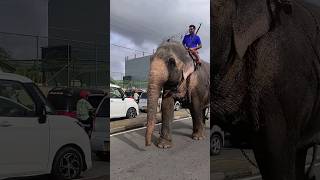 Gorgeous elephant walk in galle road | ගාලු පාර හොල්ලන අපි 😋 #viral #shorts