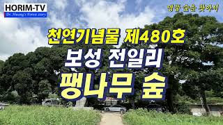 천연기념물 제480호 보성 전일리 팽나무 숲, 숲 전문 HORIM-TV