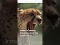 Cheetahs Can't Roar : Strange Facts